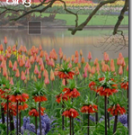 Bing-Vision-and-Bing-Audio_thumb