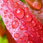 Windows Phone 7 Wallpaper  Hintergrundbild (8)