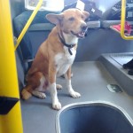 Aufnahme bei Tageslicht im Bus, ungünstige Lichtverhältnisse