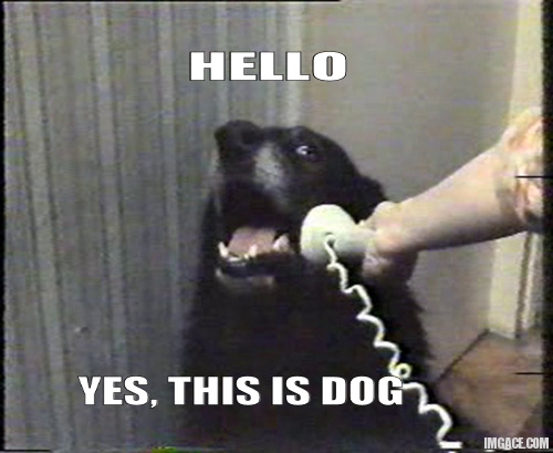 yes-this-is-dog