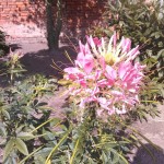 Prestigio_WP_20140526_010
