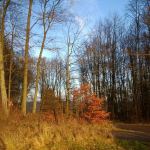 WP_20141226_15_04_53_Pro