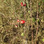 WP_20141228_12_49_58_Pro