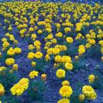 535_Sample_WP_20150624_13_52_48_Pro