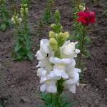 535_Sample_WP_20150624_13_53_09_Pro