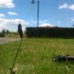 535_Sample_WP_20150628_13_58_10_Pro