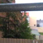 sample_640XL_WP_20150723_17_31_43_Pro