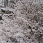 50 Cesium Test_WP_20160116_16_03_19_Pro