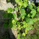 WP_20130527_017