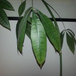 WP_20130529_009